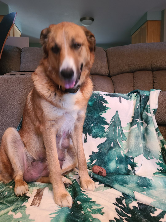 chinook dog